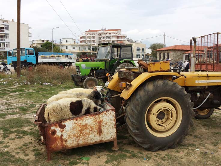 kurban-3.jpg kurban-3.jpg